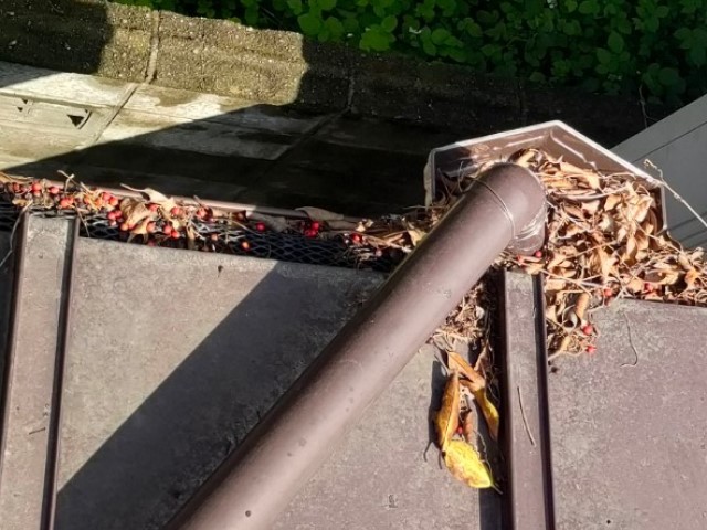 雨樋　清掃前①